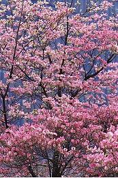 《巫火》抢先体验版年内登陆Steam 此前已登陆Epic